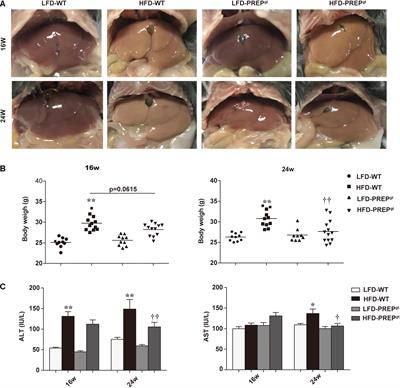 Prolyl Endopeptidase Gene Disruption Improves Gut Dysbiosis and Non-alcoholic Fatty Liver Disease in Mice Induced by a High-Fat Diet